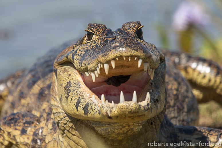caiman with thing in its mouth